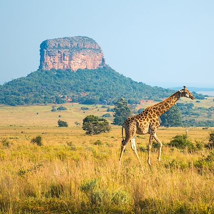 Safari Afrique du Sud