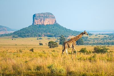 © SL_Photography / iStock - Girafe en Afrique du Sud Girafe en Afrique du Sud