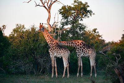 Safari au parc Kruger - Afrique du Sud