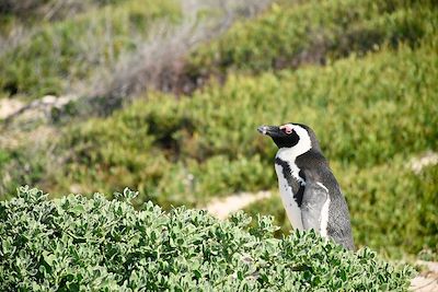 Voyage Du Cap au Kruger 1