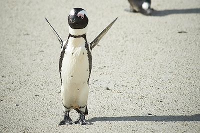 Manchots - Boulders Beach - Le Cap -  Afrique du Sud 