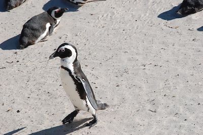 Manchots du Cap - Boulders Beach - Afrique du Sud