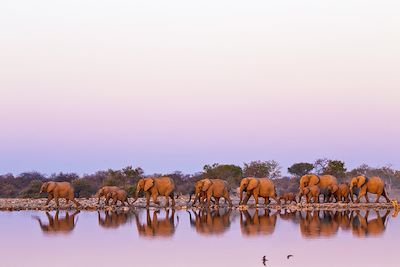 © Minden / hemis.fr - Troupeau d'éléphants - Parc National Kruger - Afrique du Sud Troupeau d'éléphants - Parc National Kruger - Afrique du Sud