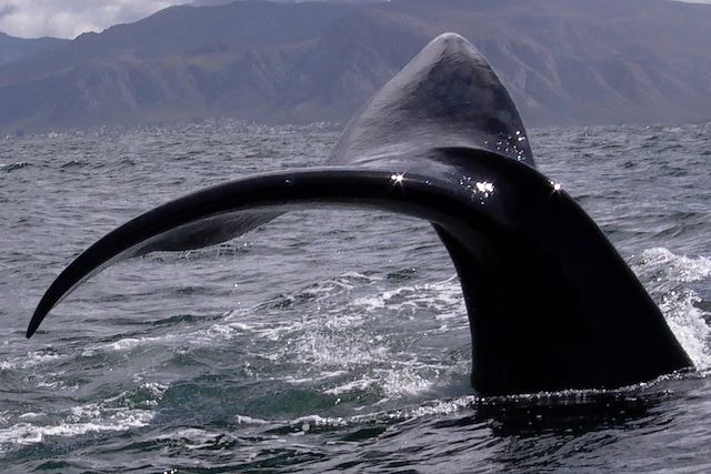 Voyage Lions et baleines : les deux mon capitaine !