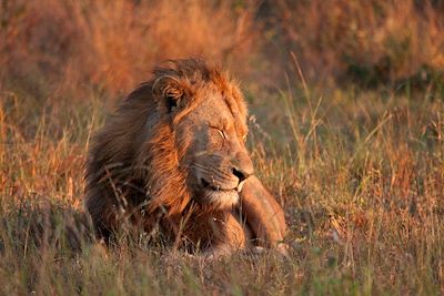 Umkumbe Safari Lodge - Réserve privée de Sabi Sand - Afrique du Sud