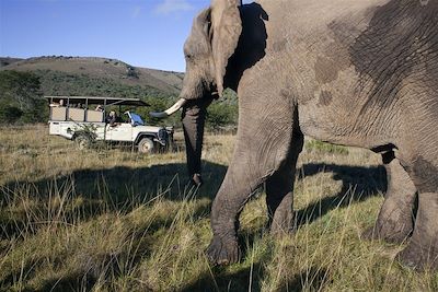 Parc d'Addo Elephant - Afrique du Sud