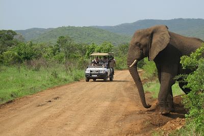 Parc National Hluhluwe - Afrique du Sud