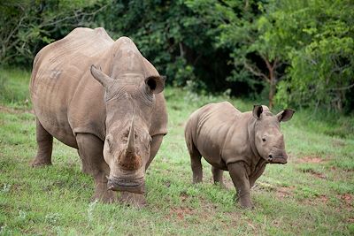 Réserve privée de Hluluwe - Parc national de Hluhluwe-Umfolozi - Afrique du Sud