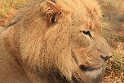 Parc Kruger - Afrique du Sud