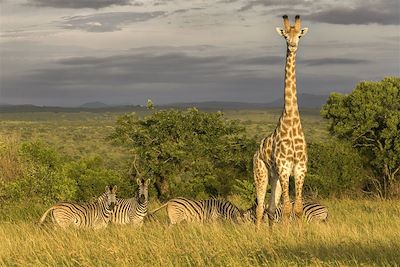 Zulu Nyala Game Lodge - Hluhluwe - Afrique du Sud