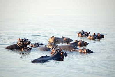 Hippopotames à Sainte-Lucia - KwaZulu-Natal - Afrique du Sud