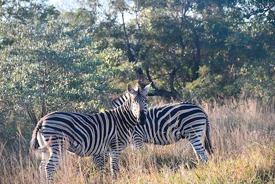 Safari au parc Kruger - Afrique du Sud