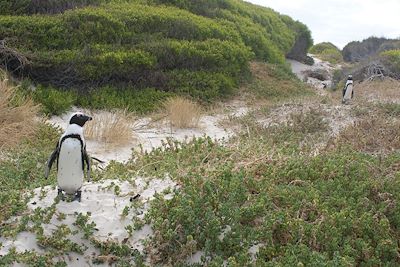 Boulder's Beach - Simon's Town  - Afrique du Sud