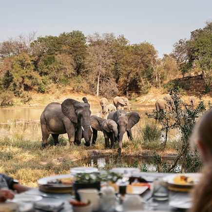 Safari à pied Afrique du Sud