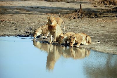 Réserve de Timbavati - Afrique du Sud