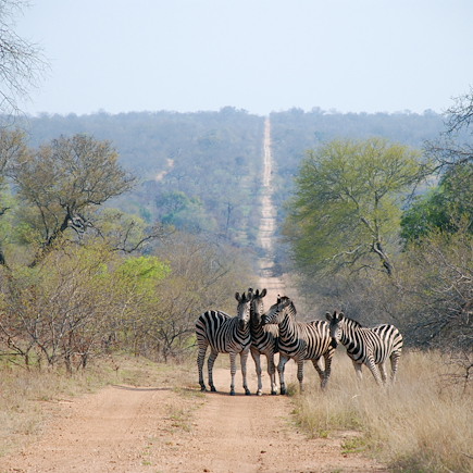 Safari Afrique du Sud