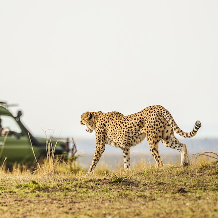 Safari Afrique du Sud