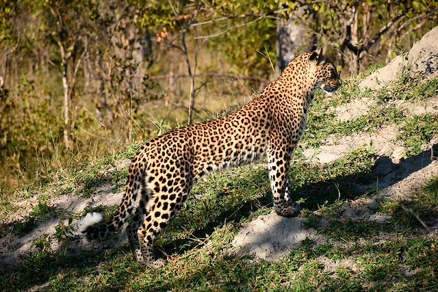Voyage Aventure et road trip au Kruger