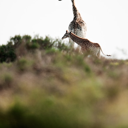 Safari Afrique du Sud