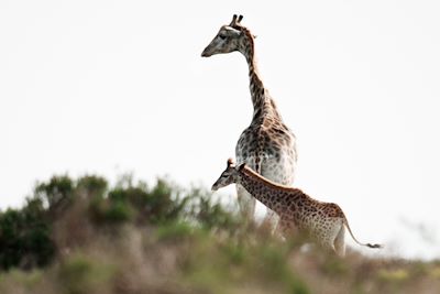 © Jan Bijl / Stocksy - Girafe et girafeau en Afrique du Sud Girafe et girafeau en Afrique du Sud