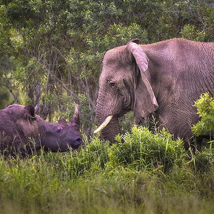 Safari Afrique du Sud Cape Town