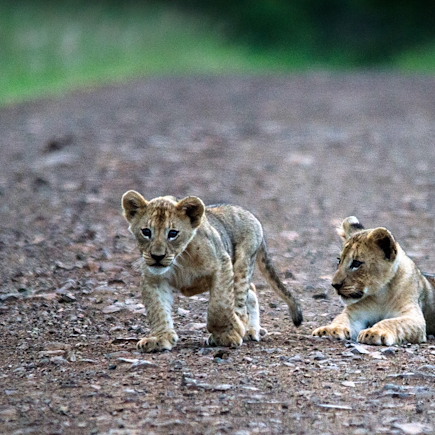 Safari Afrique du Sud Cape Town