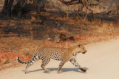 © Aminata Konte - Léopard - Parc Kruger - Afrique du Sud Léopard - Parc Kruger - Afrique du Sud