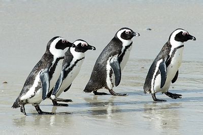 © Romain Martineau - Manchots - Boulders Beach - Le Cap - Afrique du Sud Manchots - Boulders Beach - Le Cap - Afrique du Sud