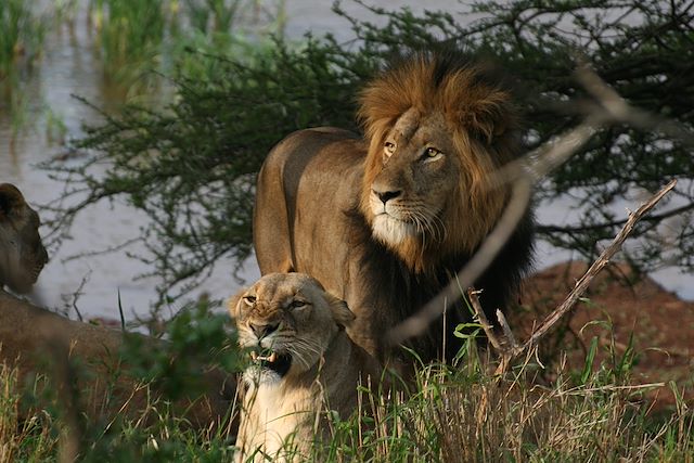 Voyage Lions et baleines : les deux mon capitaine !