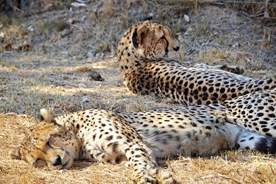 © Laetitia Ferreira - Guépards - Lion and Safari Park - Broederstroom - Afrique du Sud Guépards - Lion and Safari Park - Broederstroom - Afrique du Sud