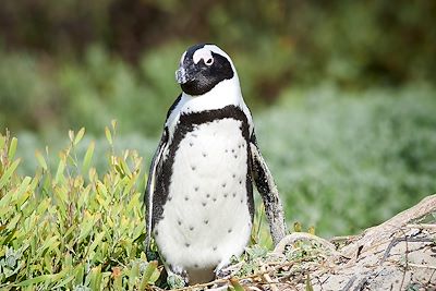 © Romain Martineau - Manchot - Boulders Beach - Le Cap - Afrique du Sud Manchot - Boulders Beach - Le Cap - Afrique du Sud