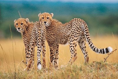 Parc Kruger - Afrique du Sud