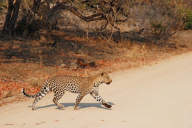Voyage Aventures au Kruger et magie de Cape Town
