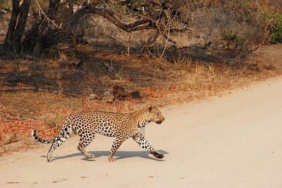 Léopard - Parc Kruger - Afrique du Sud