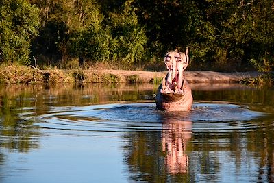 Safari au parc Kruger - Afrique du Sud