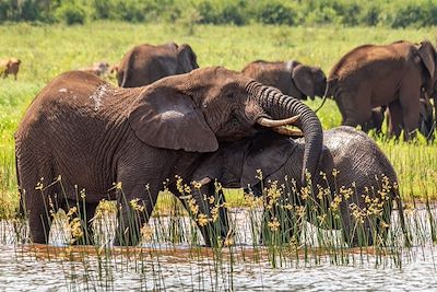 Africamps at White Elephant Safaris - Réserve Privée de Pongola - Afrique du Sud