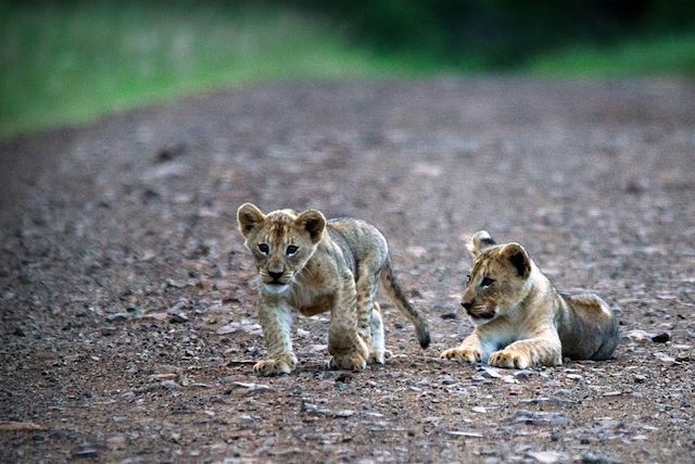 Voyage Lions et baleines : les deux mon capitaine !