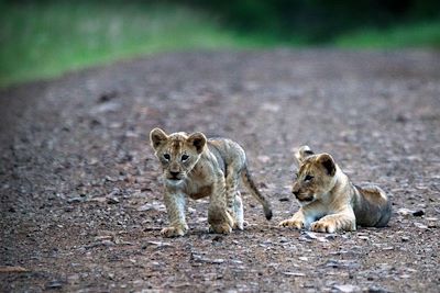 Leopard Mountain Game Lodge - Hluhluwe - Afrique du Sud