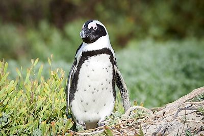 Manchot - Boulders Beach -  Le Cap - Afrique du Sud 