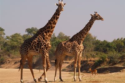 © Land and Lake Safaris - Girafe dans le Parc South Luangwa - Zambie Girafe dans le Parc South Luangwa - Zambie