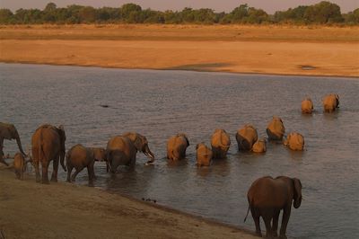 © Land and Lake Safaris - Eléphants traversant la rivière Luangwa dans le Parc South Luangwa - Zambie Eléphants traversant la rivière Luangwa dans le Parc South Luangwa - Zambie