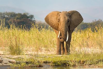 © DE WINTER - VAN ROSSEM / hemis.fr - Lower Zambezi - Zambie Lower Zambezi - Zambie