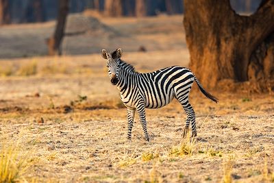 © CORDIER Sylvain / hemis.fr - Lower Zambezi - Zambie Lower Zambezi - Zambie