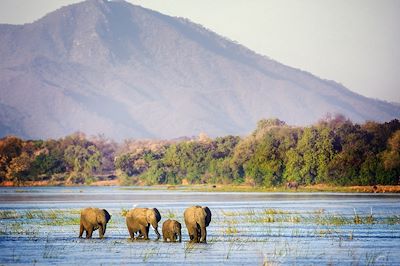 © Vicki Jauron, Babylon and Beyond Photography / Getty Images - Éléphants à travers la rivière Zambezi - Mana Pools - Zimbabwe Éléphants à travers la rivière Zambezi - Mana Pools - Zimbabwe