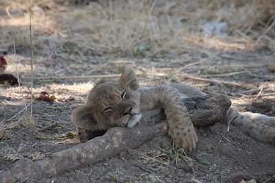 Kafunta River Lodge - South Luangwa National Park - Zambie