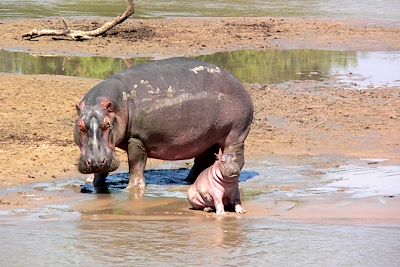 Kafunta River Lodge - South Luangwa National Park - Zambie