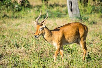 Antilope Puku - South-Luangwa - Zambie