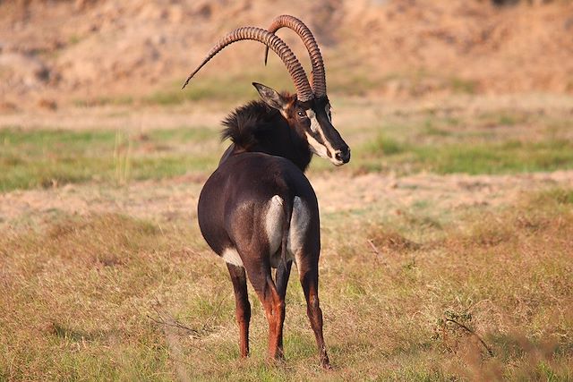 Safari Zambie