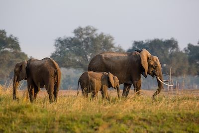 Parc national de Lower Zambezi - Zambie