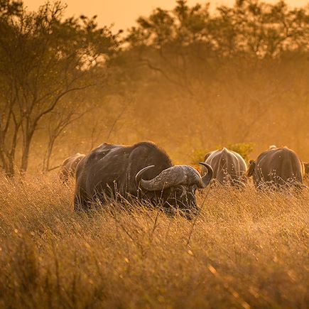 Safari Zambie